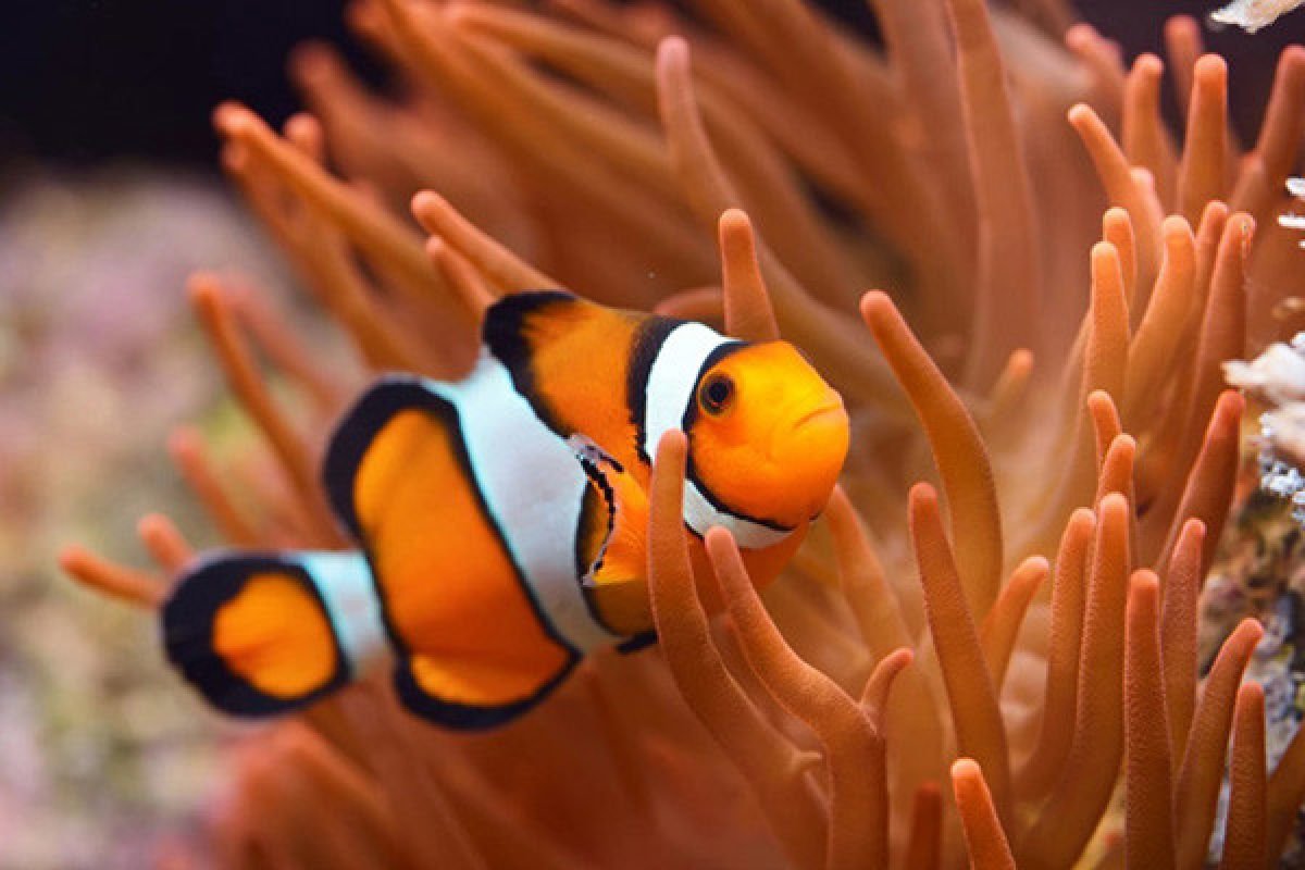 Snorkeling privat